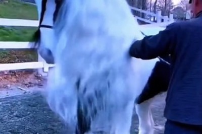 Hilarious Hijinks: A Beautiful Horse with Unexpectedly Funny Antics!