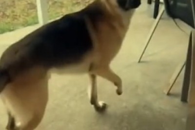 Laughfest Galore: A Collection of Hilarious Video Clips That Will Leave You ROFL!