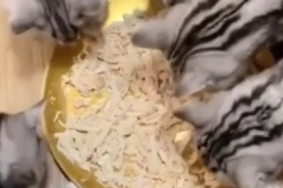 Meow-diculous Hunger Games: Watch Cats Lose Patience with Food in this Hilarious Video!