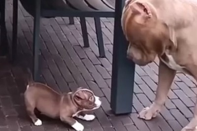 Paw-some Comedy Duo: Watch the Hilarious Father-Son Dog Training Adventure That Will Leave You Howling with Laughter!