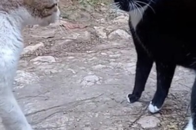 The Great Cattastic Clash: Black Cat Takes on White Cat in Hilarious Brawl!