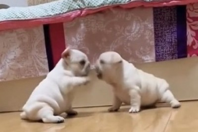 Tiny Troublemakers Unleash Cuteness in Epic Friction: A Hilarious Battle of 2 Small Dogs!