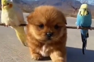 Unlikely Trio: Tiny Dog Becomes Ultimate Bird Taxi, Carries Canaries on a Unique Adventure!