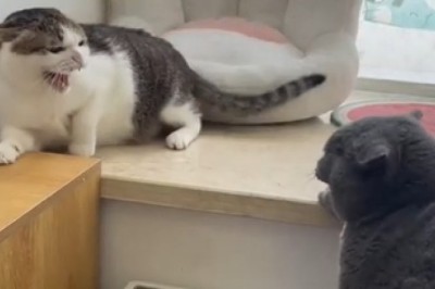 EPIC Battle of the Feline Titans: Two Cats Fighting!