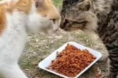 Feline Food Frenzy: Epic Battle between Two Competitive Cats!