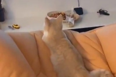 Hilarious Cat's Reaction to Iconic Tom and Jerry Show Will Leave You in Stitches!