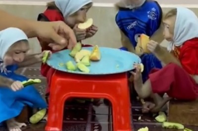 Hilarious Monkeys Crash a Dining Table and Take Over!