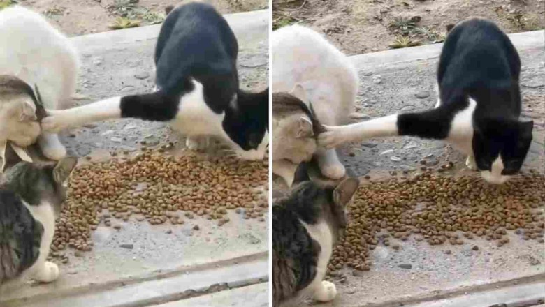 Hilarious Video: Selfish Cat's Food Fight!