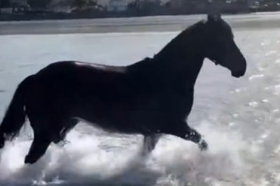 Incredible Escape: Horse Takes the Plunge into the Lake - A Heart-Stopping Moment!