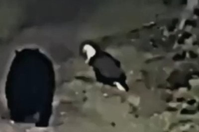 Rare Encounter Caught on Tape: Bear Meets Eagle in Epic Nighttime Forest Showdown!