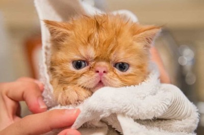 The Ultimate Guide to Bathing Cats: Tips for a Stress-Free Experience