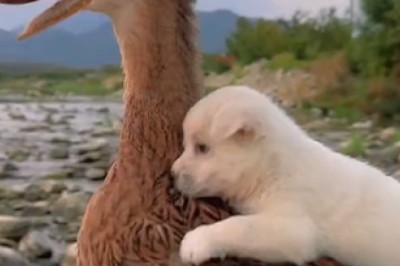 Unbelievable Footage: A Duck Adorably Carries a Small Dog and Races Towards Adventure!