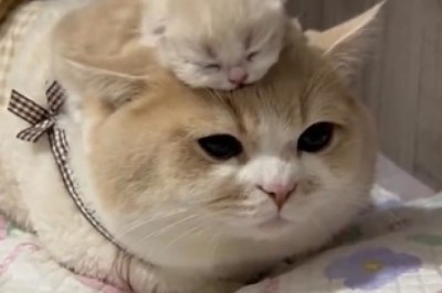Absolutely Adorable! Watch This Hilarious Video of a Cat Balancing a Kitten on Its Back!