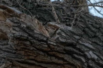 Can You Spot the Hidden Owl in This Tree? Take the 10-Second Challenge!