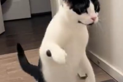 Hilarious Cat Mesmerized by Water Show! Prepare for Purr-fectly Funny Entertainment!