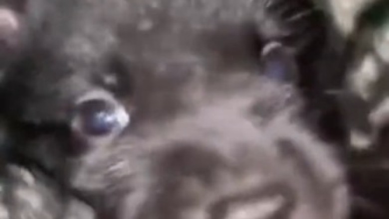 Hilarious Small Dog Showcases Epic Dance Moves! Prepare to Bust a Gut with Laughter!
