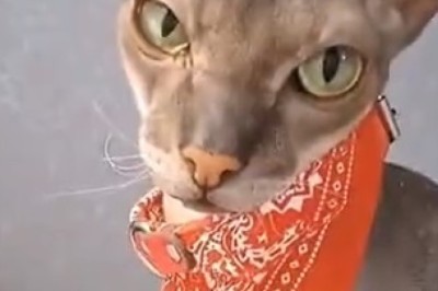 Prepare to be Enchanted! The Ultimate Compilation of Gorgeous and Hilarious Pet Moments will Leave You in Stitches!