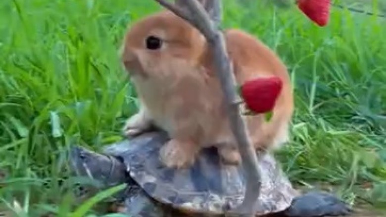 The Unlikely Duo: Hilarious Video of a Turtle Carrying a Small Rabbit Has the Internet in Stitches!