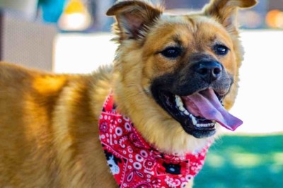 6 Essential Factors to Consider Before Adopting a Dog - Are You Ready?