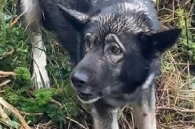 Hero Rescues Dog Stranded on Cliff: Their Unbreakable Bond Shocks the World