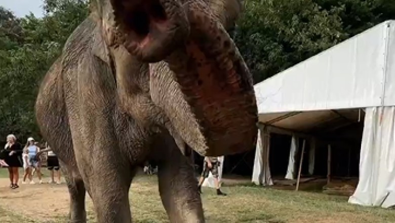 Hilarious Elephant Wow'ing Visitors with Unforgettable Interactions!