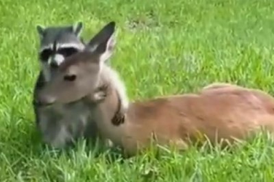 Hilarious Hijinks Unleashed: Watch as a Crafty Raccoon Engages in Playtime with an Unexpected Friend, a Deer!