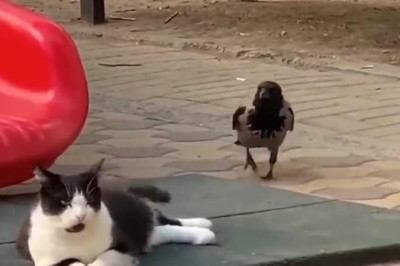 Hilarious Pet Fails that Will Make You Burst into Laughter!