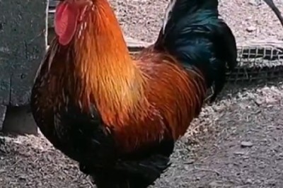 Hilarious Rooster Steals the Show with Unbelievably Punny Crow!