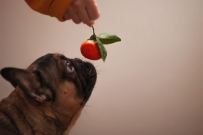 Is it Safe for Dogs to Eat Clementines, Mandarins, or Oranges? Find Out Now!
