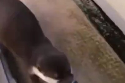 Laugh Out Loud: The Ultimate Compilation of Hilarious Animal Mishaps Will Have You Rolling on the Floor!