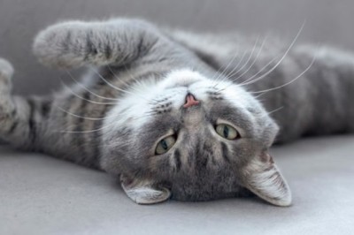 Soothing Your Cat's Heat Cycles: A Comprehensive Guide