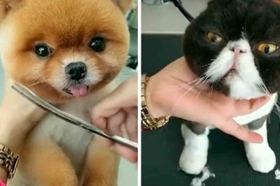 Thai Pet Groomer's Incredible Transformations Take Internet by Storm
