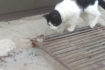 Cat's Surprising Discovery: A Hilarious Encounter Between a Curious Feline and a 