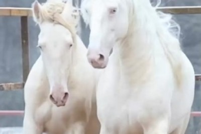 Equine Extravaganza: Hilarious Horse Hijinks in 