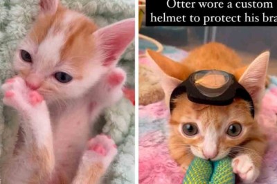 Incredible Friendship Between Three-Legged Kitten and Paw-some Companion Defies Odds and Inspires Hearts!