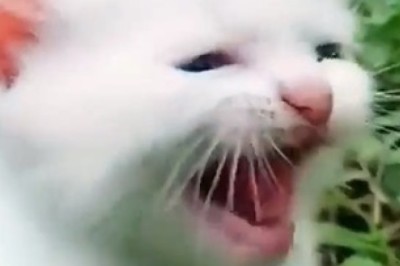 The Adventures of Mew Mew: The Cutest Little Kitten That Will Melt Your Heart!