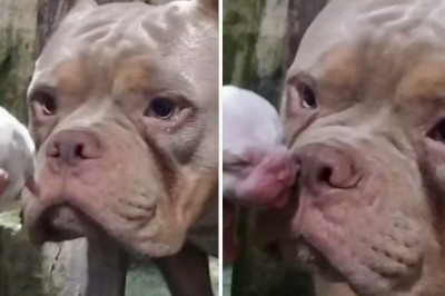 A Heartwarming Reunion: Big Dog's Emotional Encounter with His Puppy