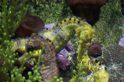 Believe It or Not: Fish That Look Like Ducks and Horses Will Leave You in Awe!