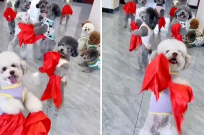 Dancing Dogs Melt Hearts in Viral Video Sensation - Prepare for Cuteness Overload!