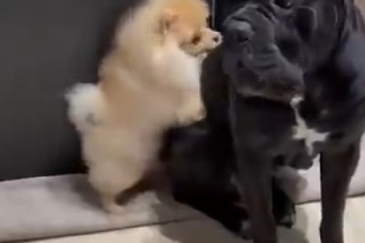Epic Battle of Tiny Titans: Watch as a Small Dog Takes on a Huge Dog in the Ultimate Pint-Sized Showdown!