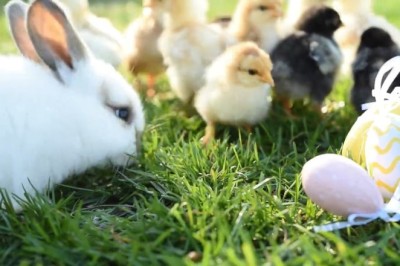 Feathered Surprise! Rabbit Discovers New Buddies While Grazing!