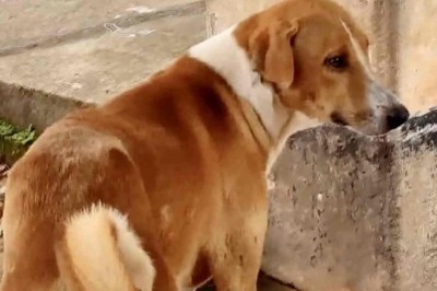 Heartbreaking Loyalty: Ramu's Four-Month Vigil Outside the Morgue Door