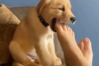 Hilarious Dog Yawns Like a Champ, Sets New World Record for Cutest Yawn Ever!