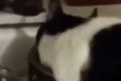 Hilarious Feline Food Fiasco: Watch What Happens When a Hungry Cat Gets Interrupted Mid-Meal!