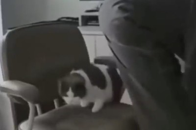 Laugh-Out-Loud Chair Catastrophe: Watch What Happens When a Man Accidentally Sits on a Surprise Kitty!