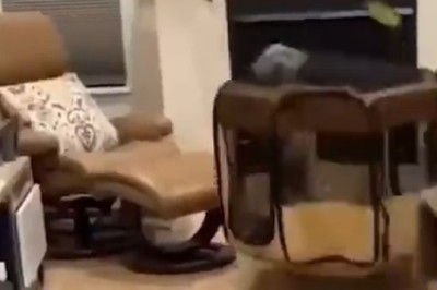Mini Mischief Unleashed: Hilarious Video Captures a Tiny Dog Creating Big Chaos in a House!