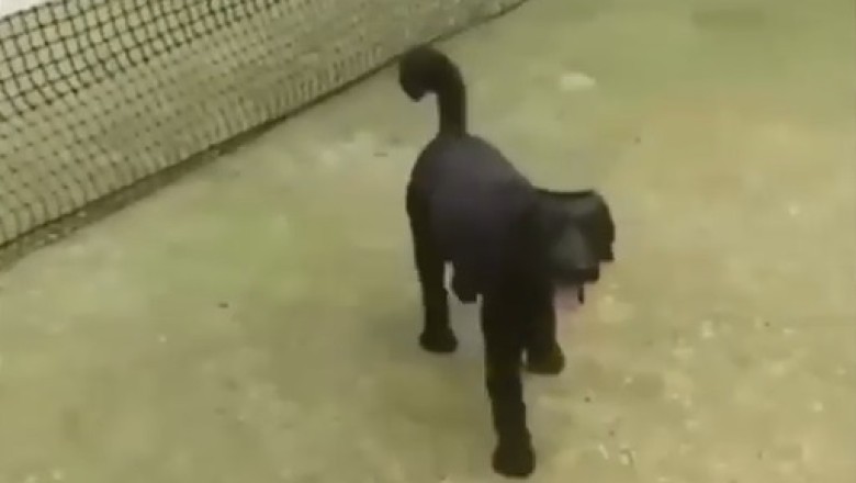 The Hilarious Collision Chronicles: Watch in Astonishment as This Silly Dog Keeps Running into Things!