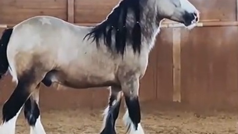 Unbelievable Equine Breakdancer: This Hilarious Horse Has Mastered the Art of Standing on Two Legs!