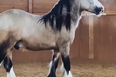 Unbelievable Equine Breakdancer: This Hilarious Horse Has Mastered the Art of Standing on Two Legs!
