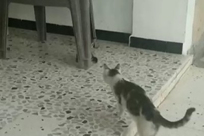 Watch Adorable Kitten Play Hide and Seek Masterfully Behind a Chair - You Won't Believe its Sneaky Tactics!